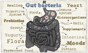 Gut Health Gut Microbiome