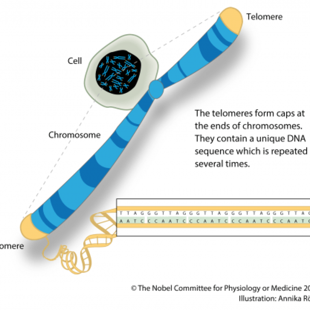 Telomere Testing